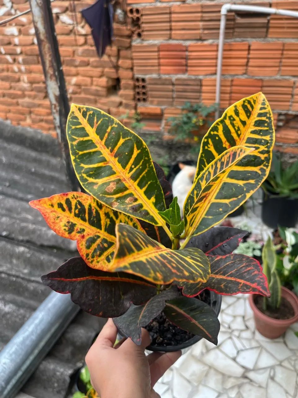 Planta Croton - Foto 3