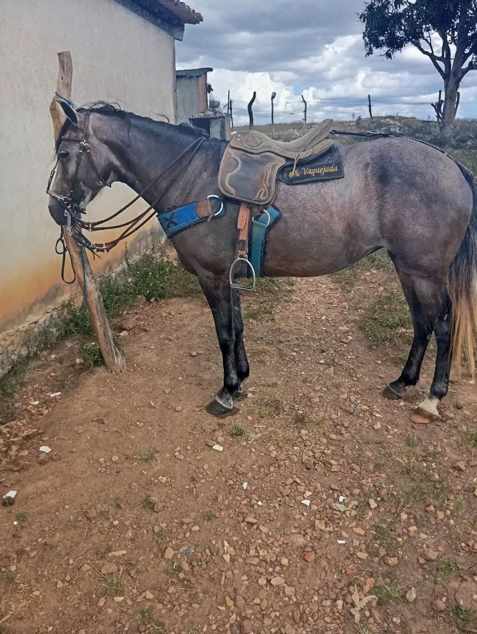 Vendas de cavalo 