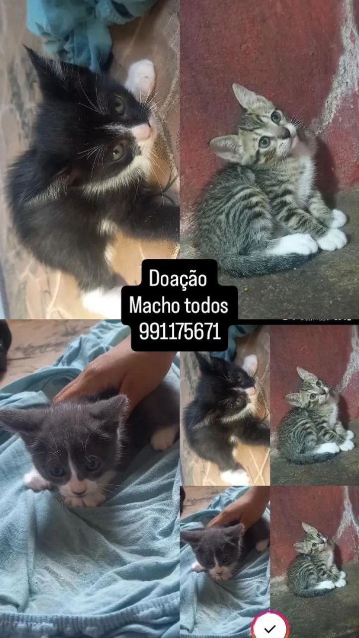 Gatinhso doações 