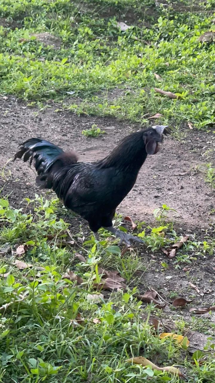 Ayam Cemani macho