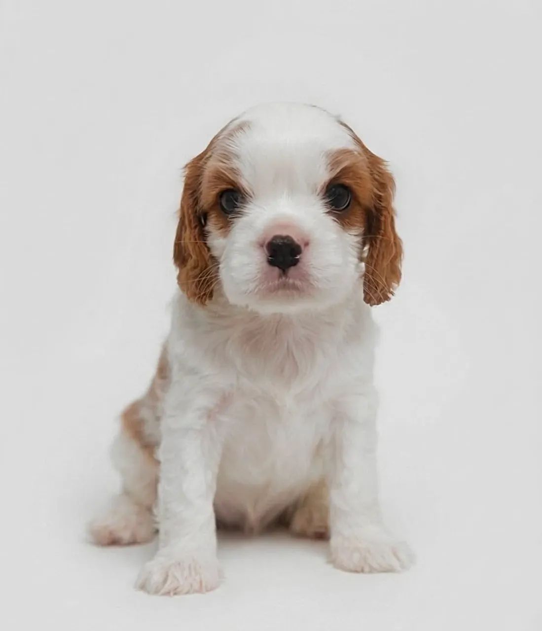 FILHOTES CAVALIER KING  - Foto 2