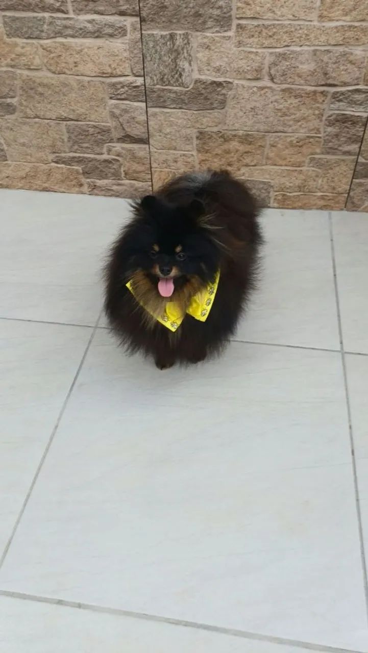 Spitz alemão anão 