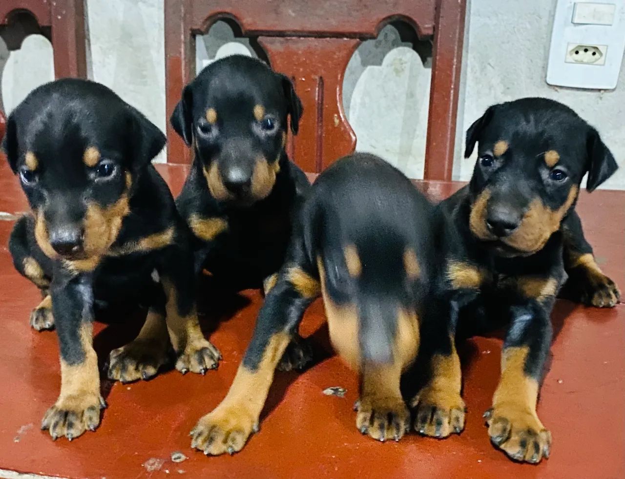 Filhotes de Doberman  - Foto 2