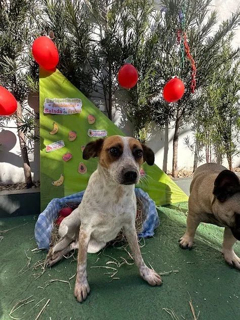 Doa-se Cachorro Fêmea