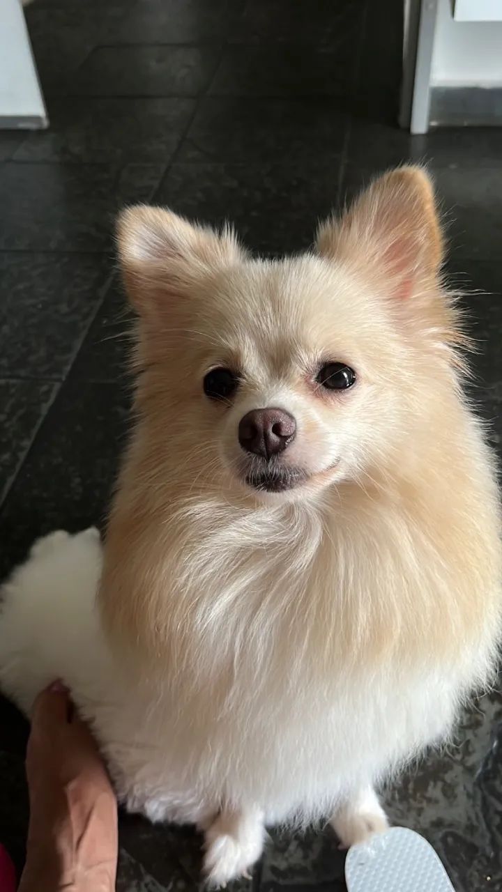Spitz alemão macho - Foto 4