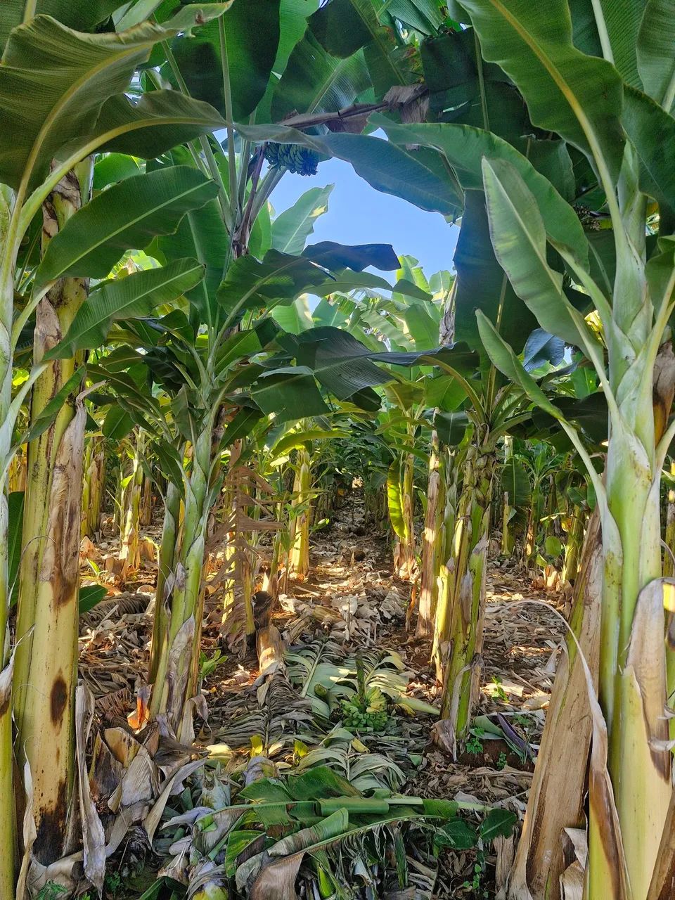Área irrigada a venda 