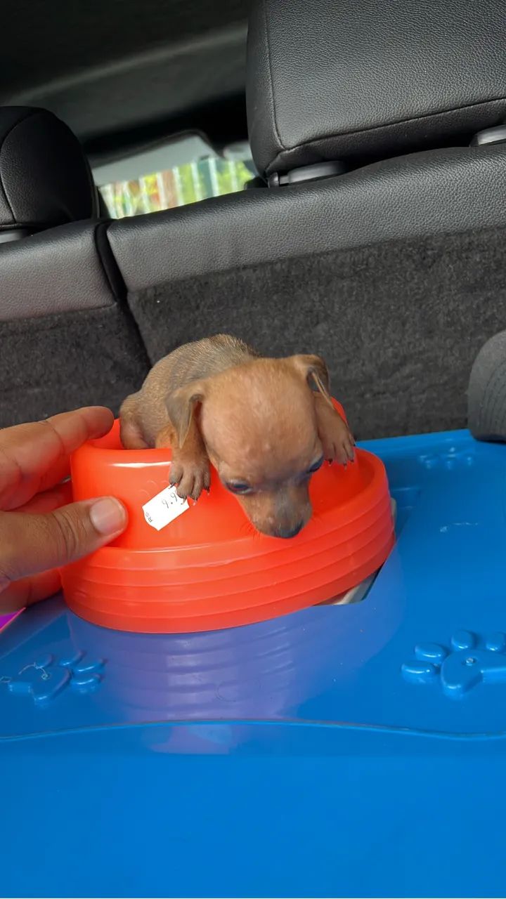Pinscher 00 - Foto 2