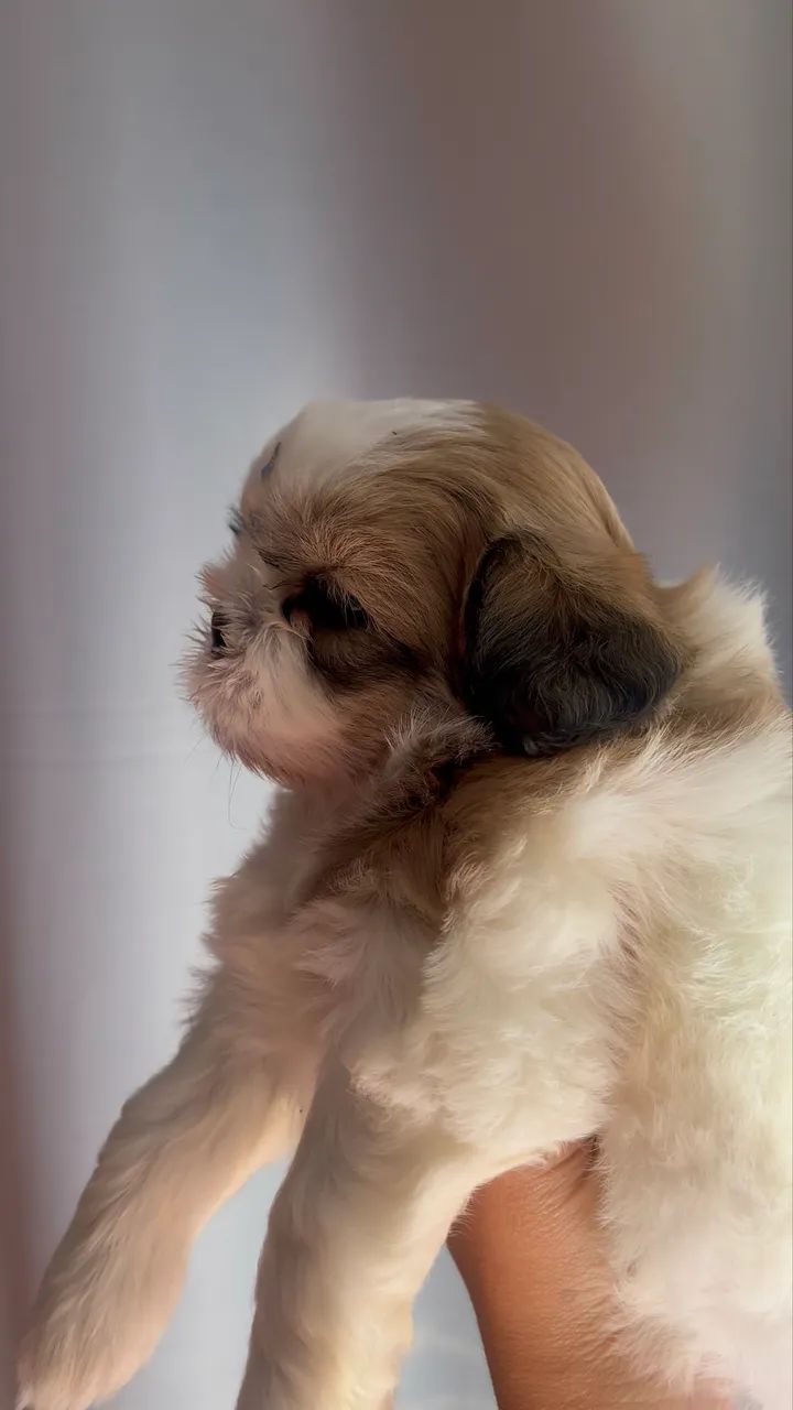 Shihtzu fêmea  - Foto 2
