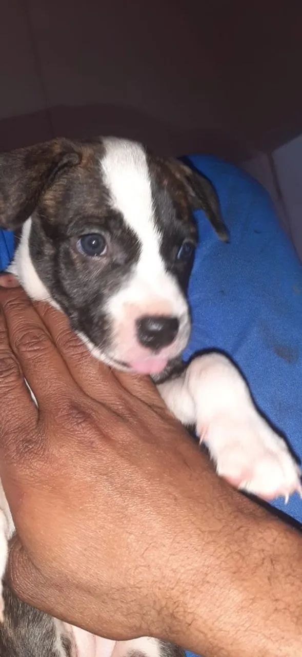 Pit bul American - Foto 2