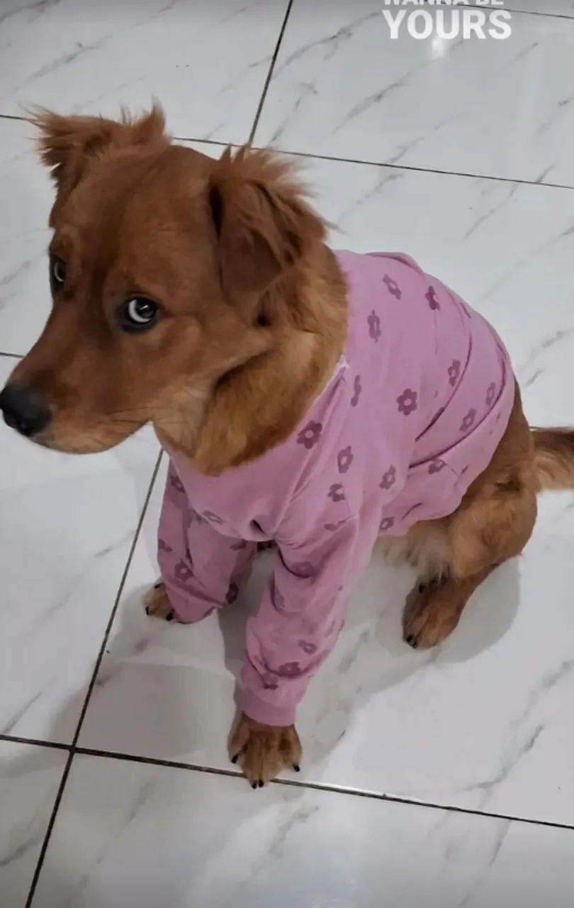 para adoção - Foto 2