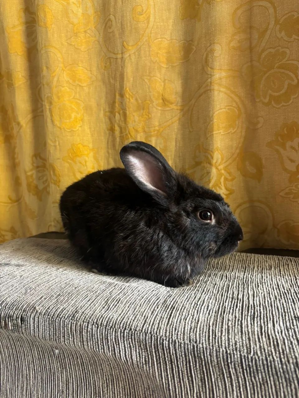 Coelhinhos fofinhos á venda! - Foto 2