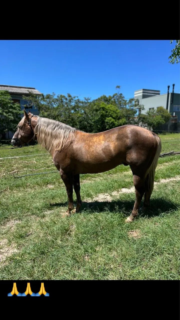 Cavalo Quarto de Milha - Foto 5