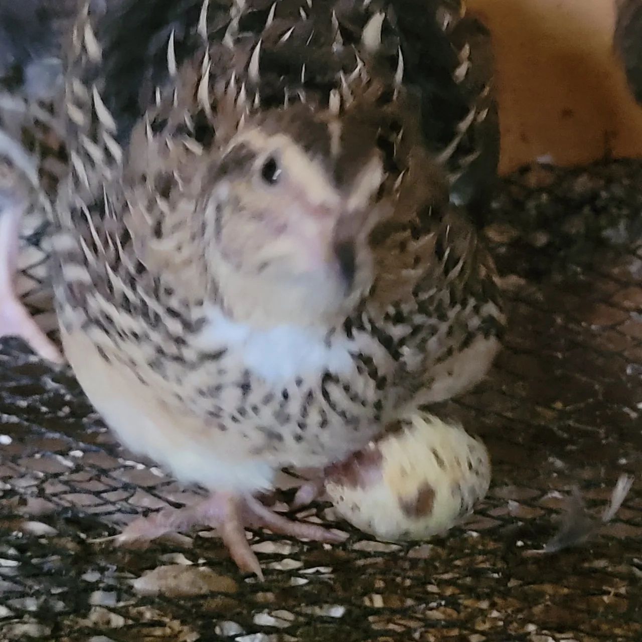 Codorna Gigante início de postura  - Foto 2