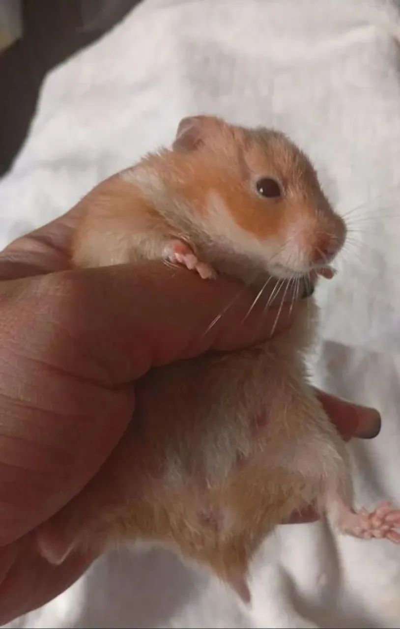HAMSTER SÍRIO  - Foto 5
