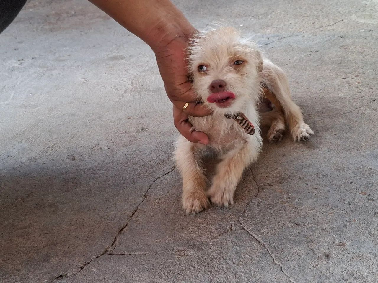 Vende-se filhote de pincher com poodle - Foto 2