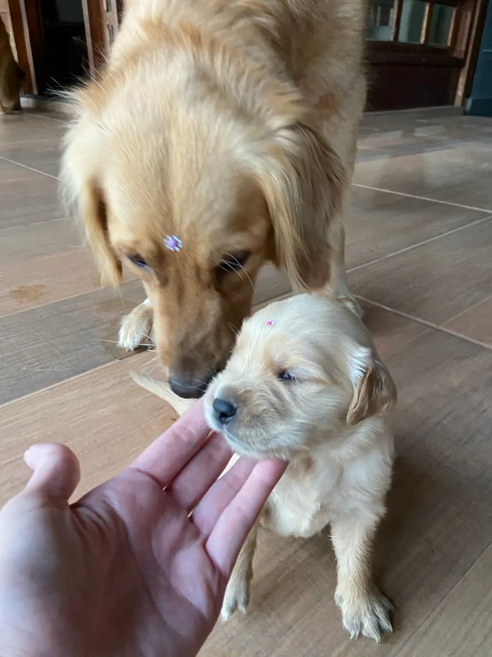 Golden  - Foto 3