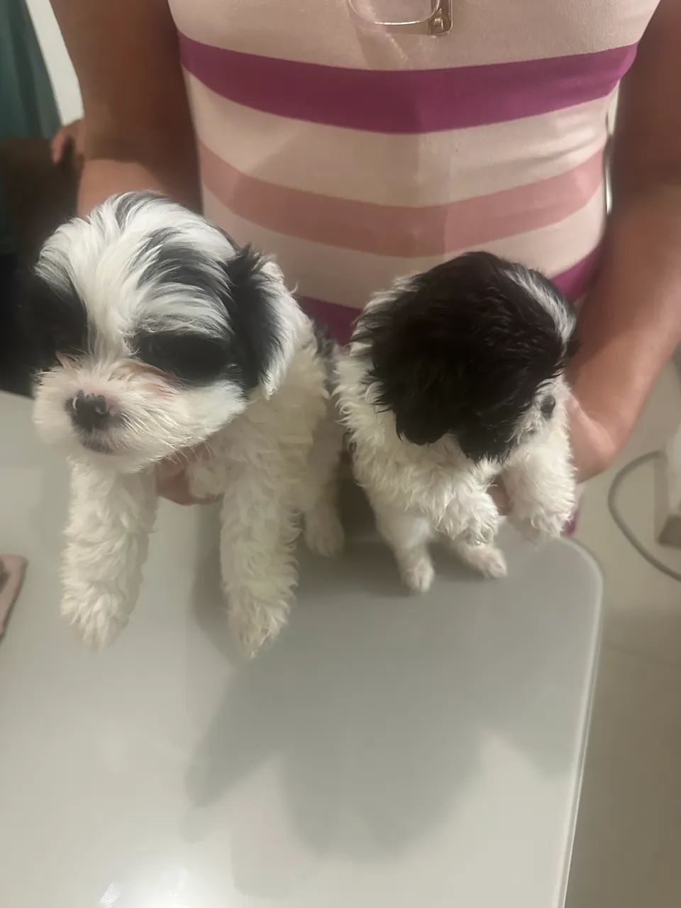 Vendo filhotes de shitzu  - Foto 2