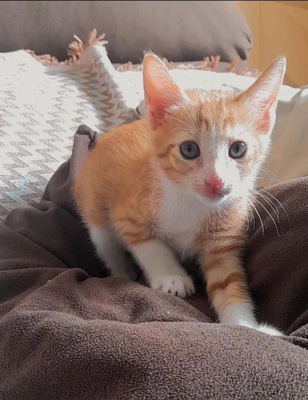 Adoção responsável! - Foto 3