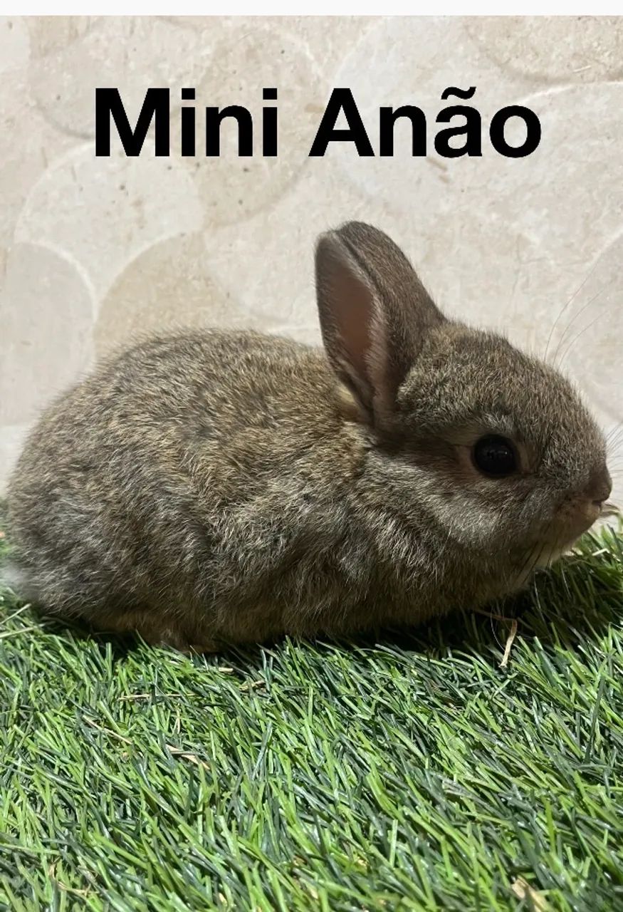 Mini coelhos  - Foto 2