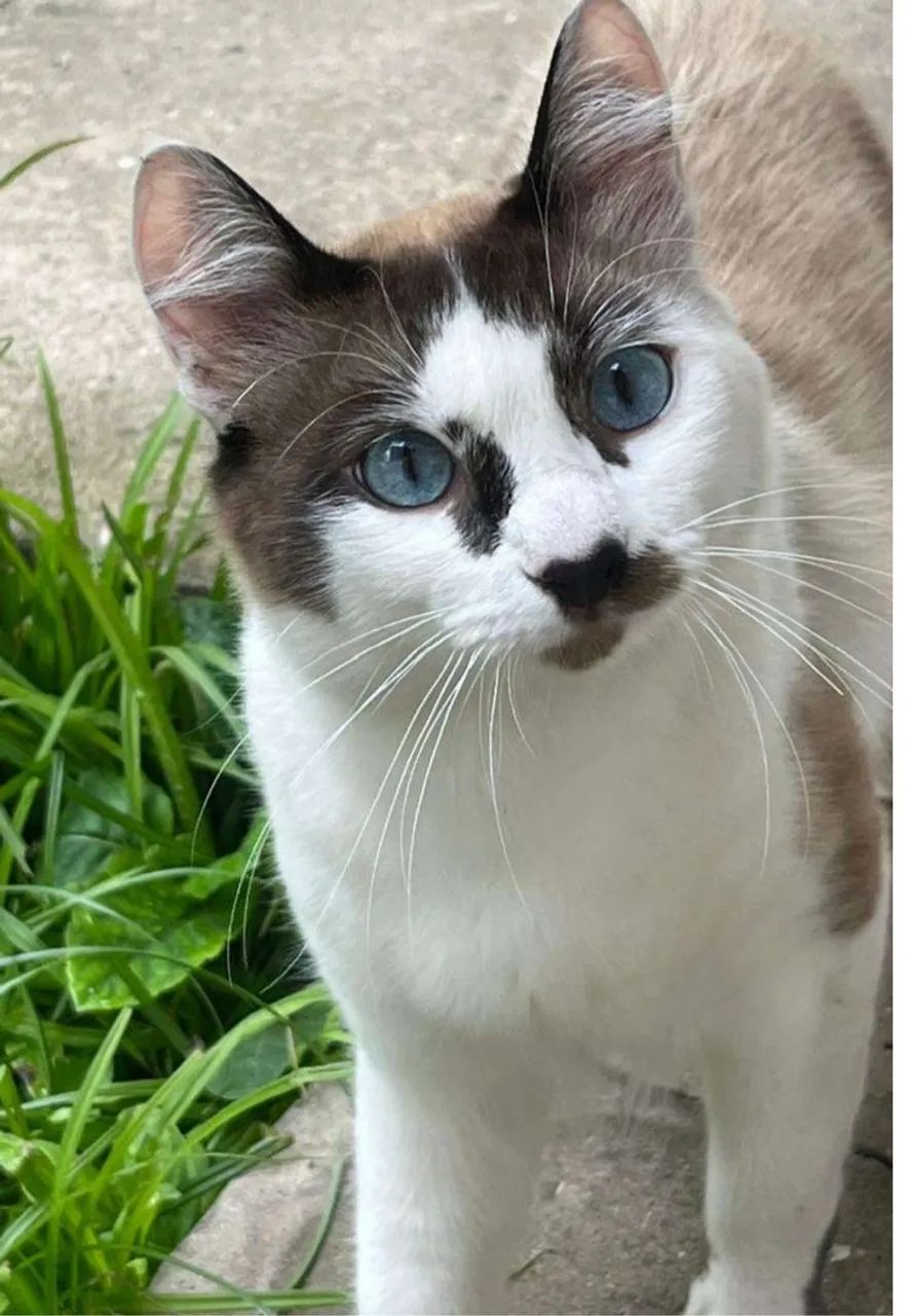 Adoção Gatinhos/SP - Foto 4