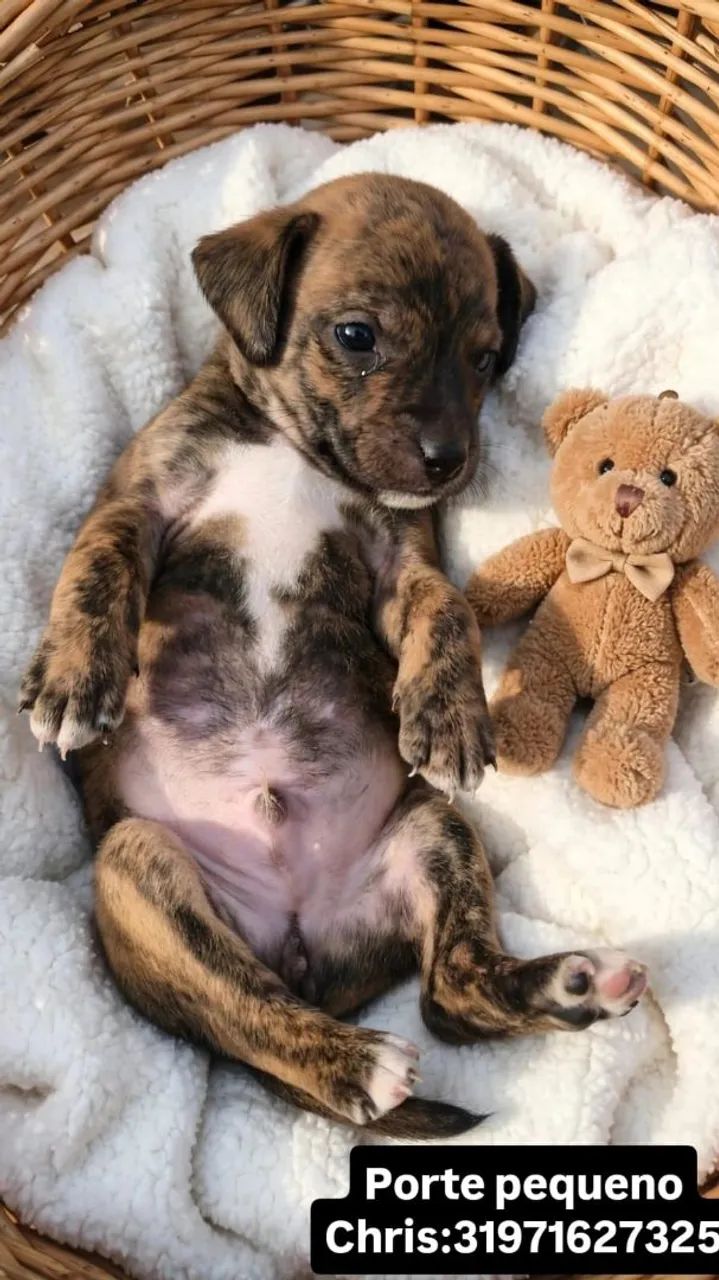 Doação de cachorro  - Foto 2