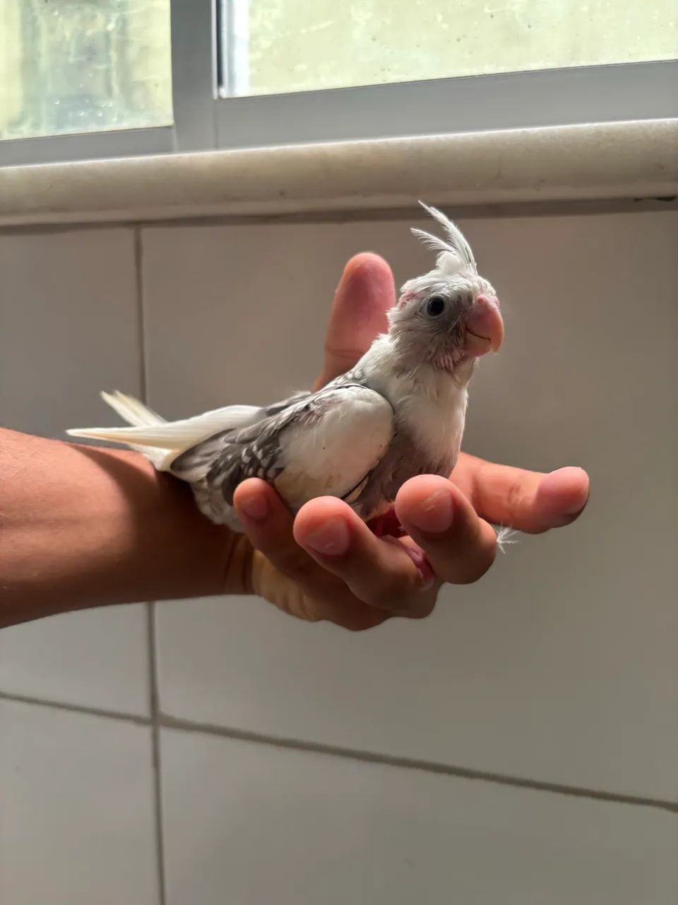 Vendo 