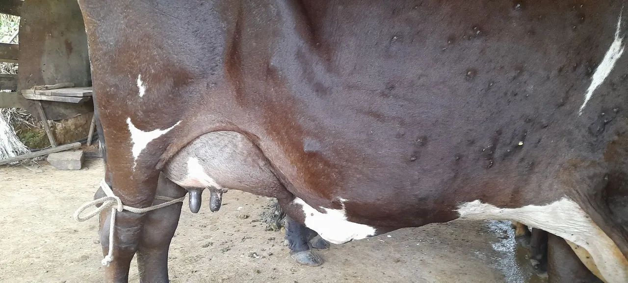 Vende-se vacas - Foto 2