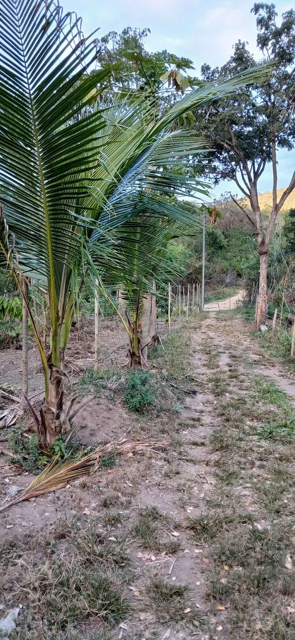 Sítio à venda 2,5 hectares  - Foto 4