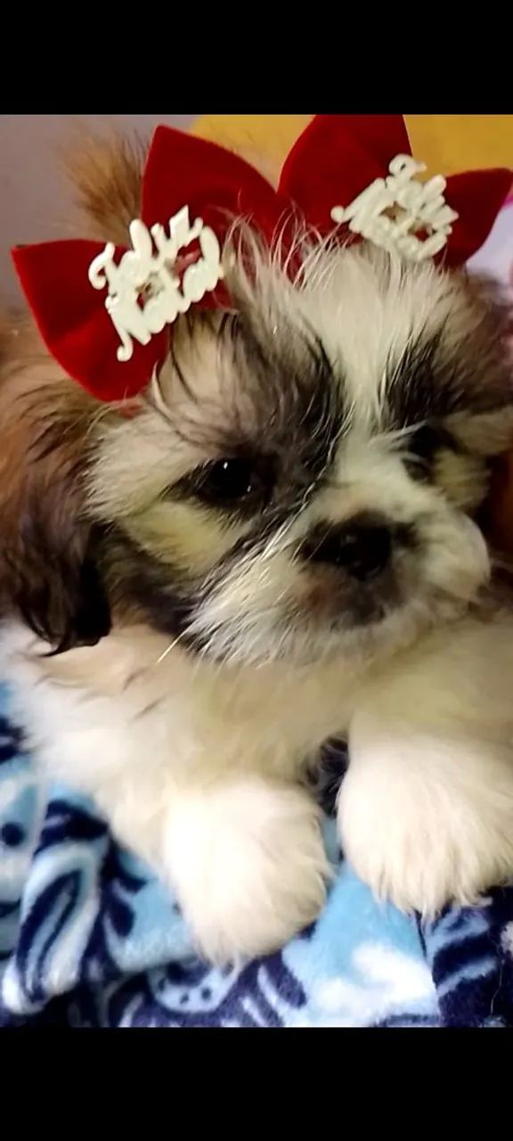 Filhotes pronta entrega Shitzu fêmea pedigree vacina  - Foto 3