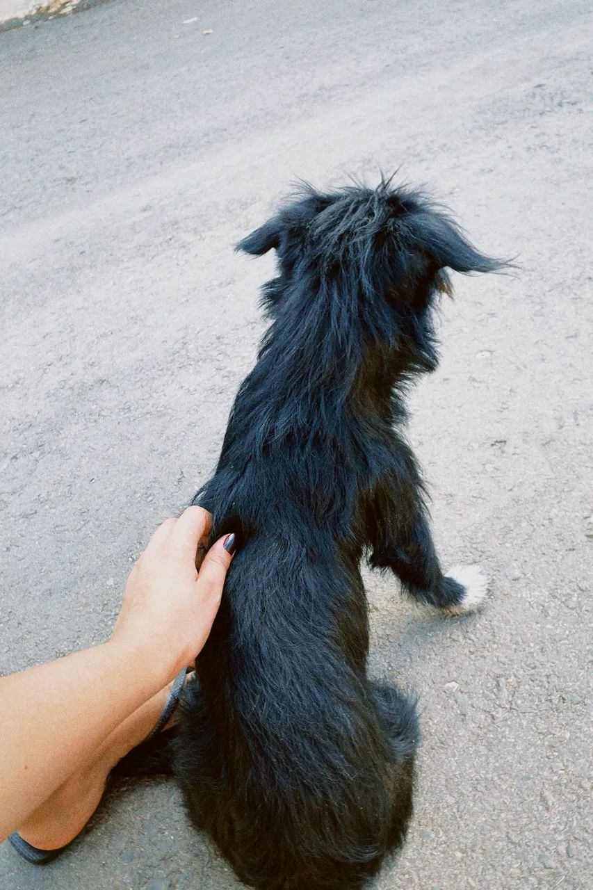 Adoção responsável cachorro alegre  - Foto 2
