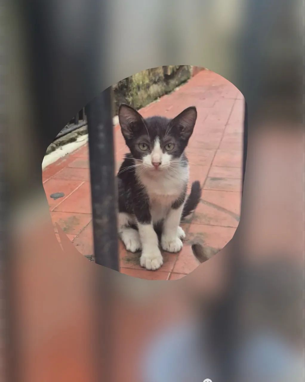 gatinho adoção responsável 
