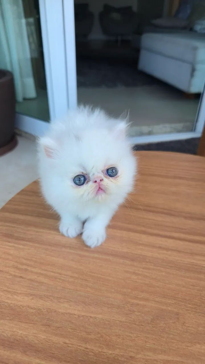Filhote gato persa - Foto 2