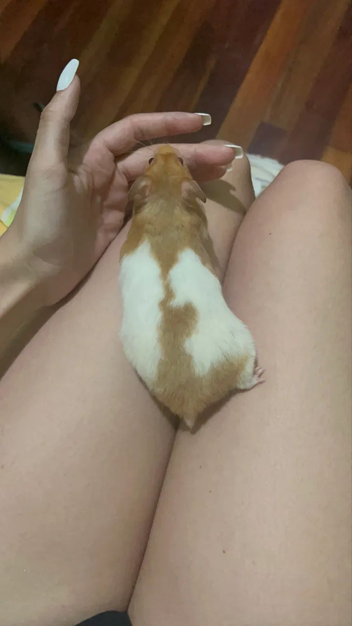 Hamster sírio  - Foto 2