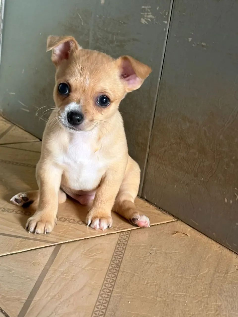 Chihuahua macho - Foto 2