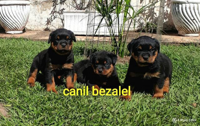 Rottweiler a venda com pedigree 65 99232 8737