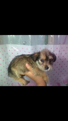 Vendo um filhote de Yorkshire misturado com pinscher, só tem 1 mês, 250 tem conversa