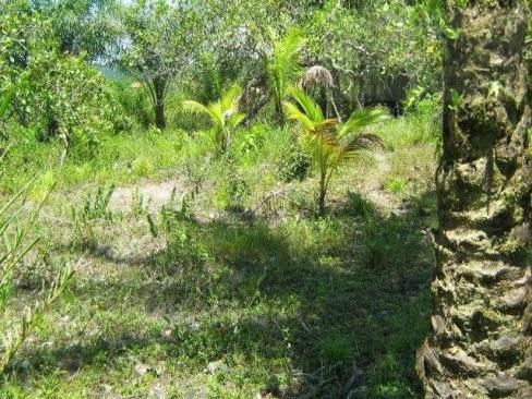 Fazenda para venda em camamu, tapuía - Foto 9