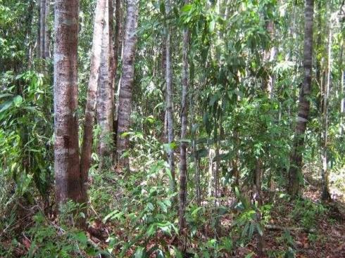Fazenda para venda em camamu, tapuía - Foto 12