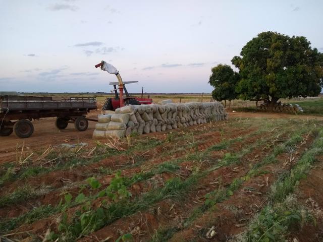 Silagem de milho - Foto 2