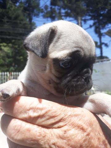 Pug Lhasa ou Spitz Alemão Anão,imperdível