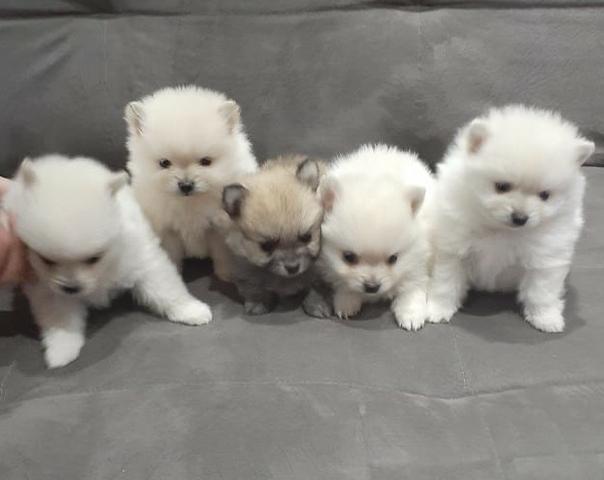 Spitz Alemão Anão - Com Pedrigree - Lulu da Pomerania Anão Branco - Foto 5