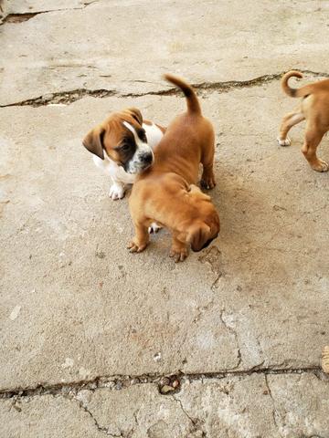 Boxer filhote - Foto 4