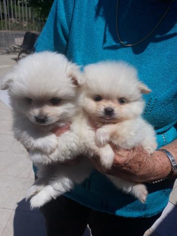 Pug Lhasa ou Spitz Alemão Anão,imperdível - Foto 2