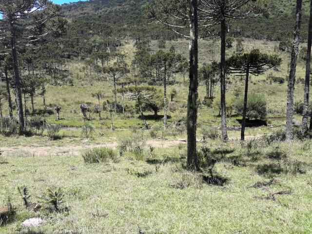 Sitio em Urubici/chácara rural em Urubici/área rural - Foto 2
