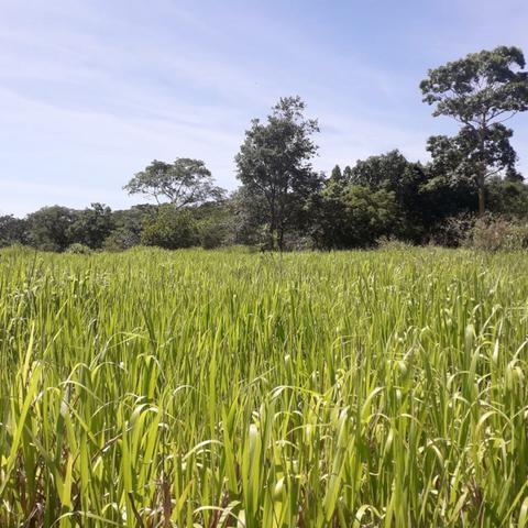 Fazenda Sítio Chácara Lote Terreno - Foto 5