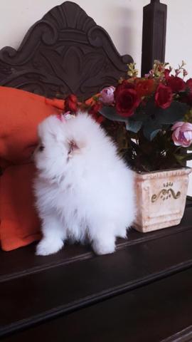 Anões Spitz Alemão / Lulu da Pomerânia - Foto 6