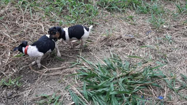 Fox paulistinha - Foto 4