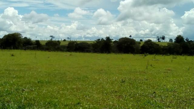 Fazenda em rio branco mt - Foto 2