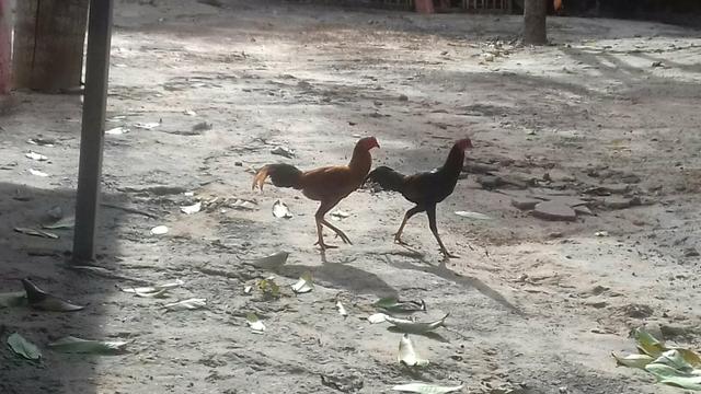Frangos caipira - Foto 2