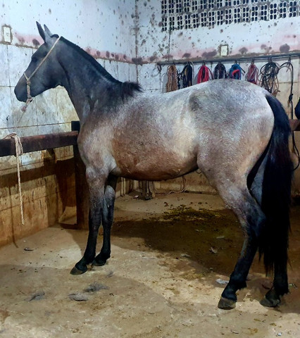 Potra Mangalarga Marchador